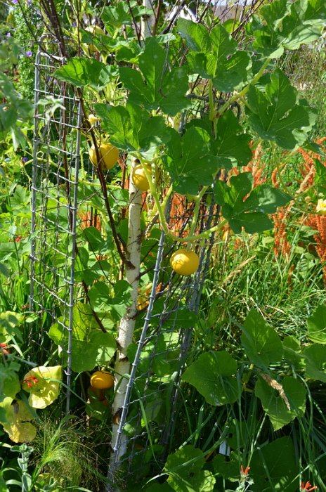 Cucurbita pepo 'Small Orange' (3)